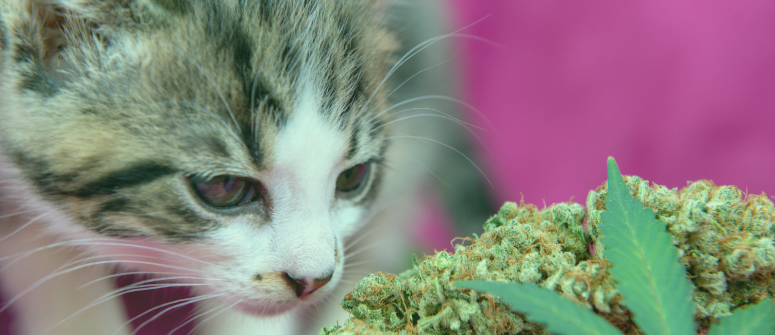 Pets cannabis contact